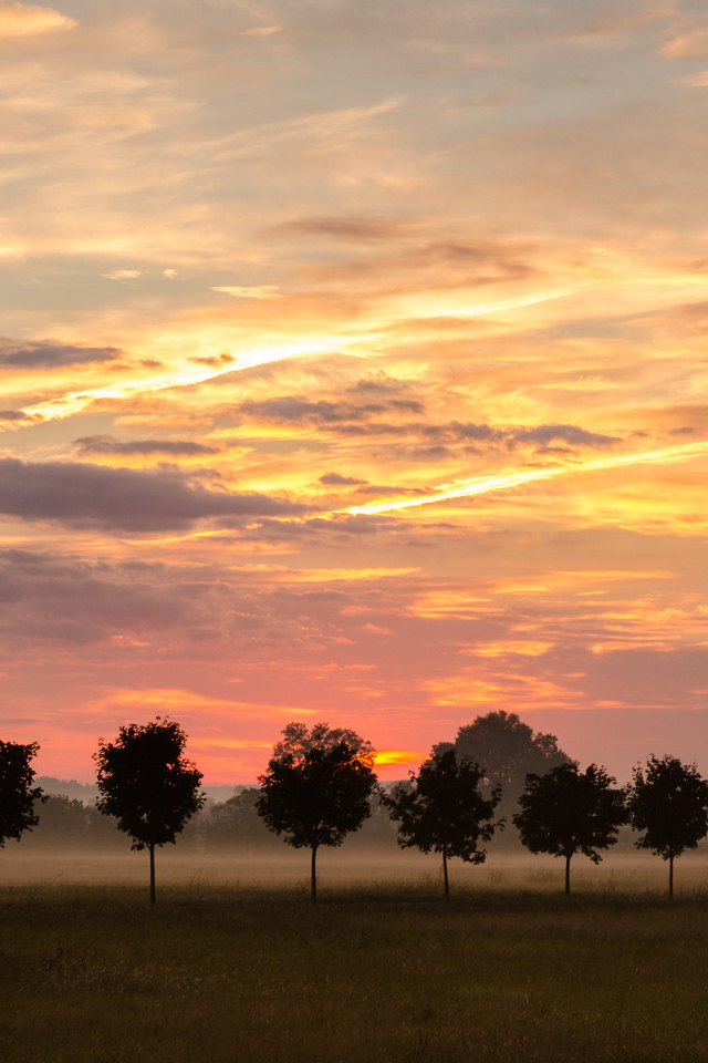 Туман за молодыми деревьями