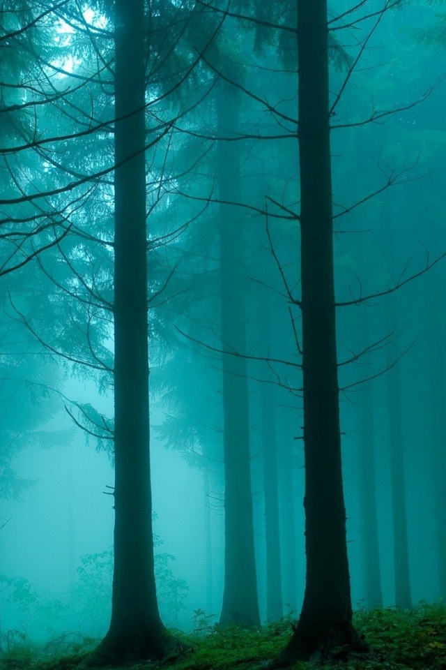 Туман в густом мрачном лесу