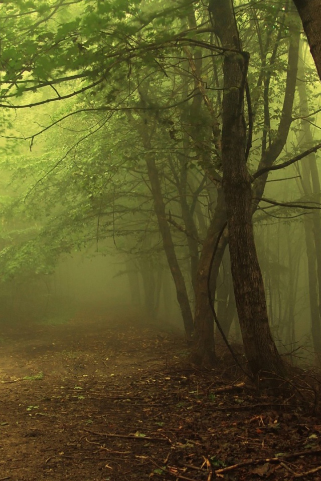 Туман в утреннем лесу