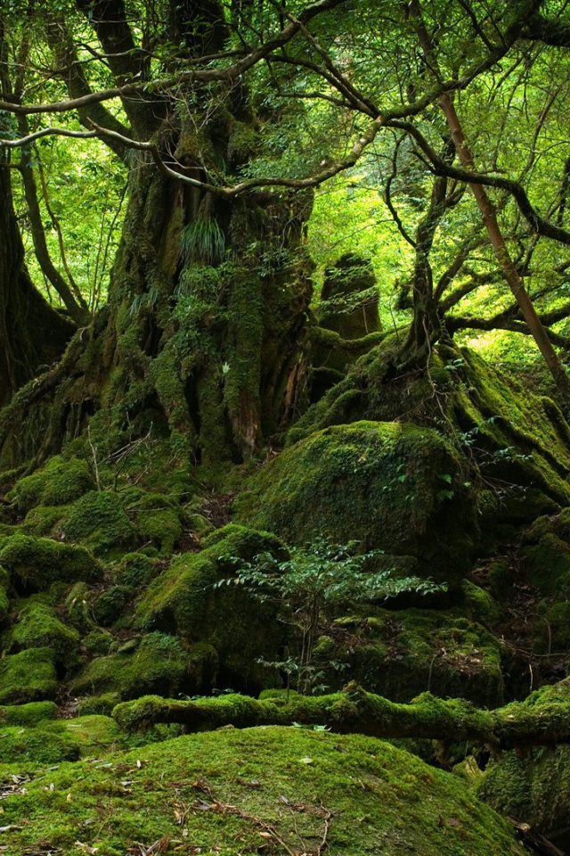 Лес во власти мхов