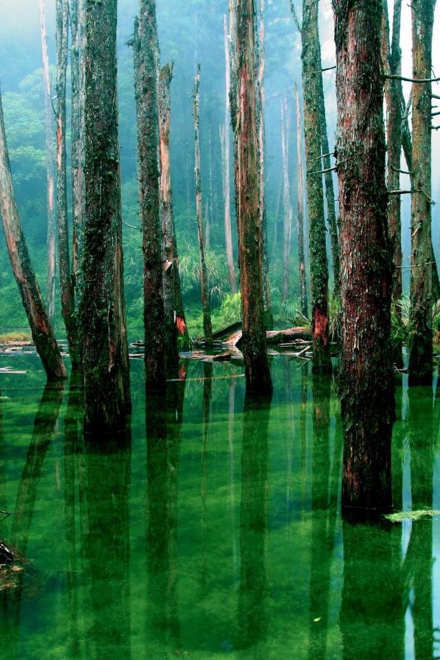 Лес подтоплен зеленой водой