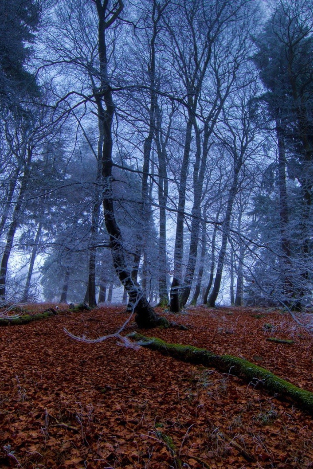 Морозное утро в чаще леса