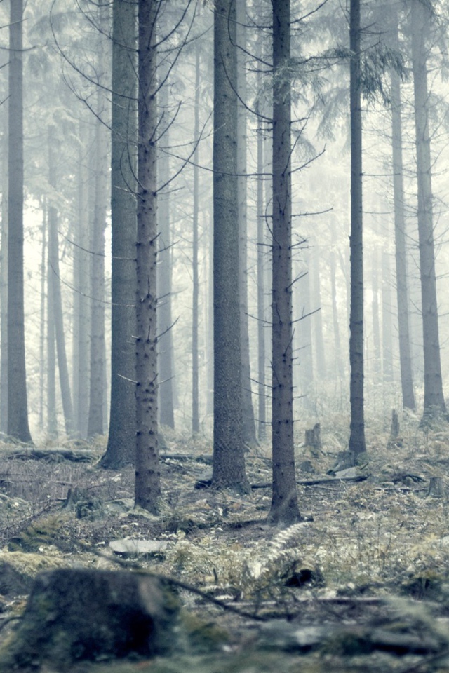 Мрачный серый лес