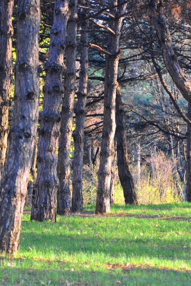 Зеленая трава под стволами хвойных деревьев