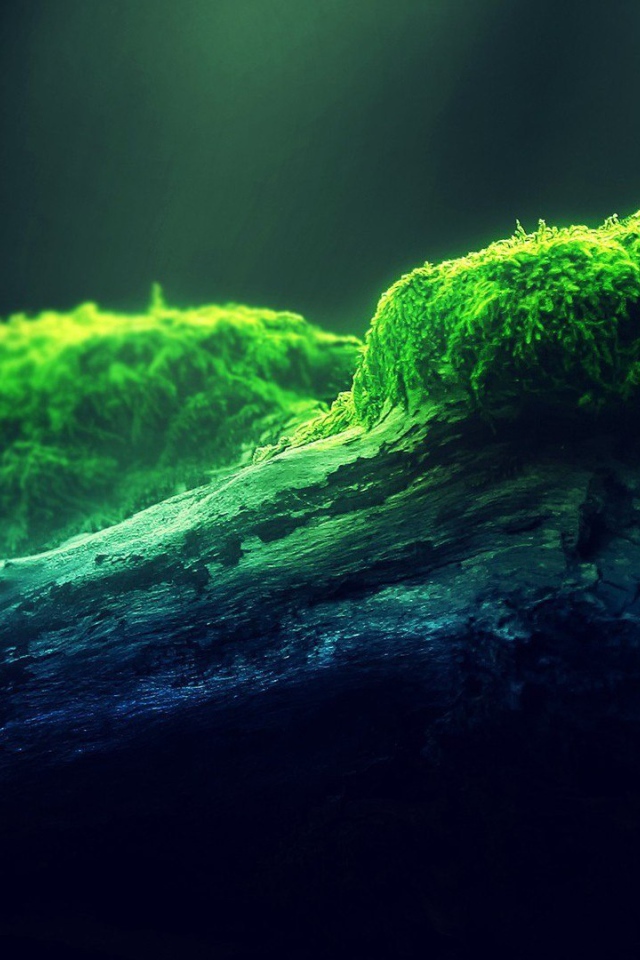 Наросты мха на древесине