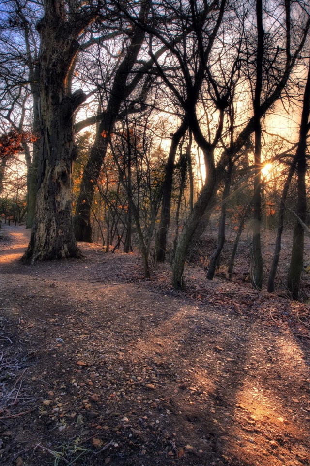 Холм с деревьями посреди леса