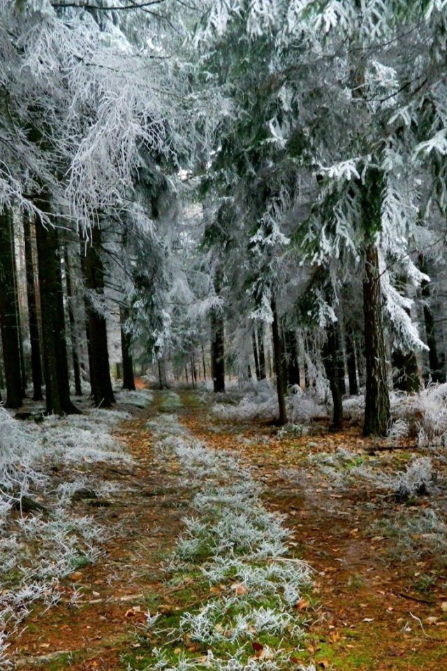 Иней в лесу