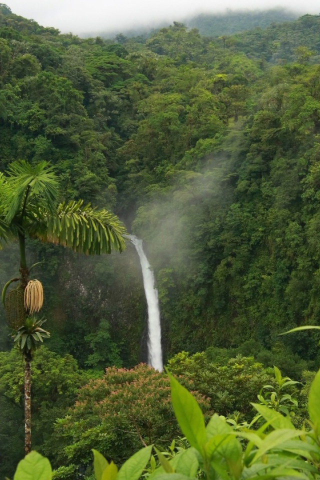 Одинокая пальма в джунглях