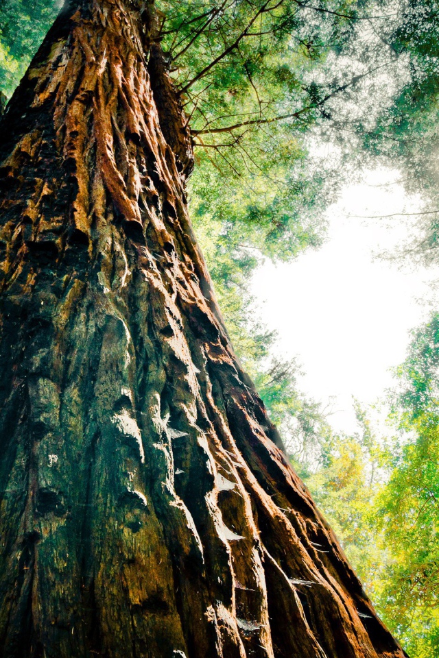 Могучая секвойя в лесу