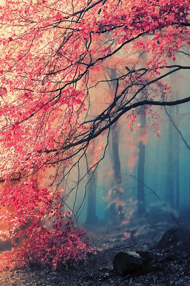 Туманный осенний лес