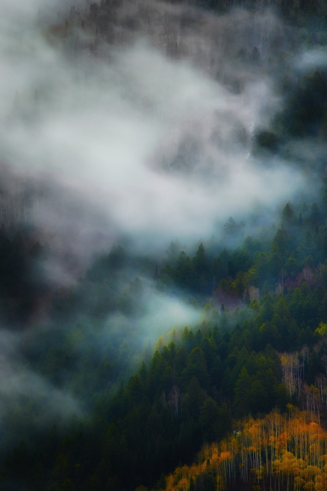 Утренний туман между деревьями горного леса