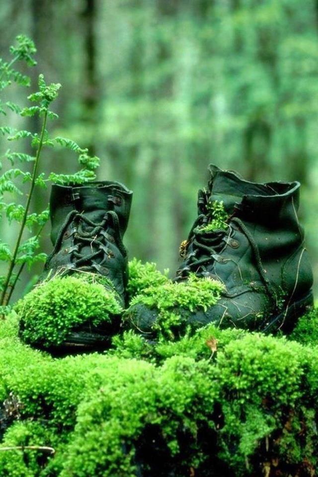 Поросшие мхом ботинки в лесу