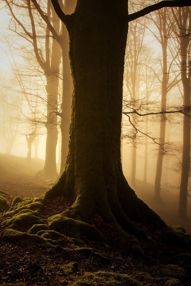 Покрытые мхом деревья на склоне в лесу