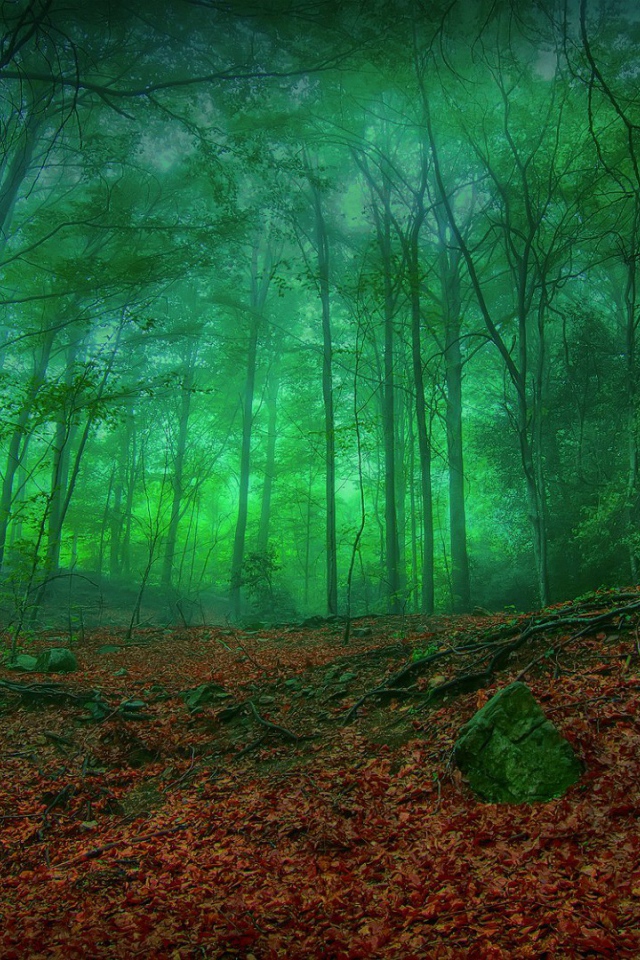 Мистический зеленый лес