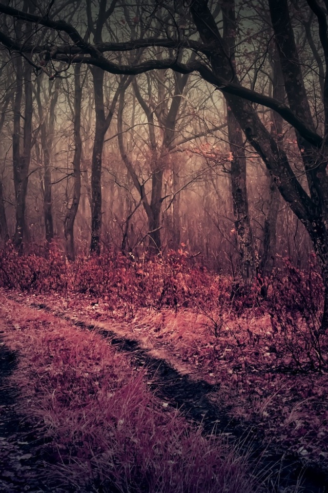 Розовая трава в чаще мрачного леса