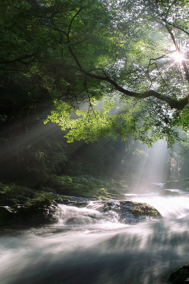 Лучи солнца над рекой в лесу