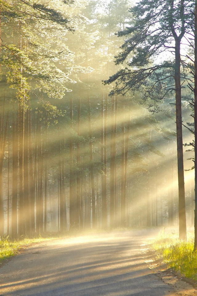 Лучи солнца сквозь дым в лесу