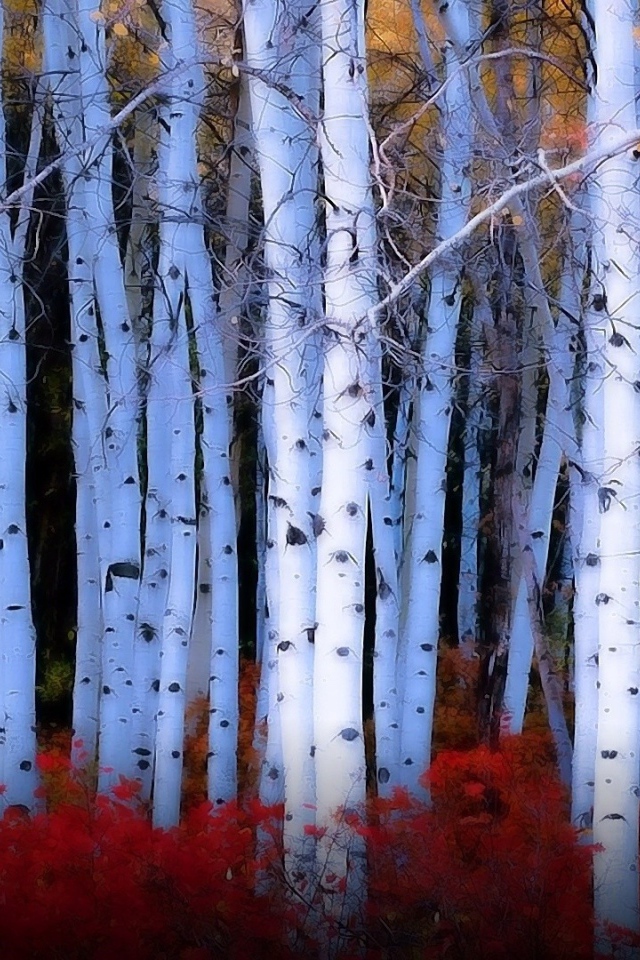 Красные кусты среди берез