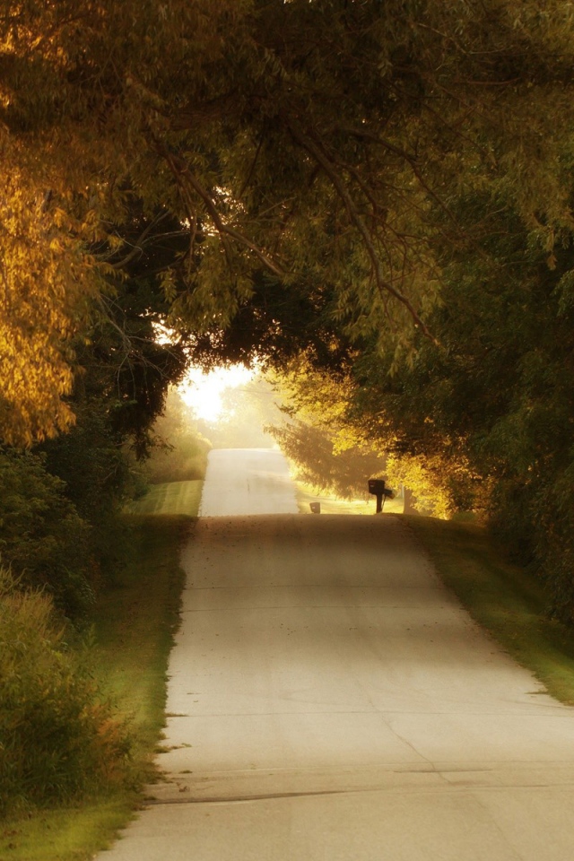 Неровная дорога среди деревьев