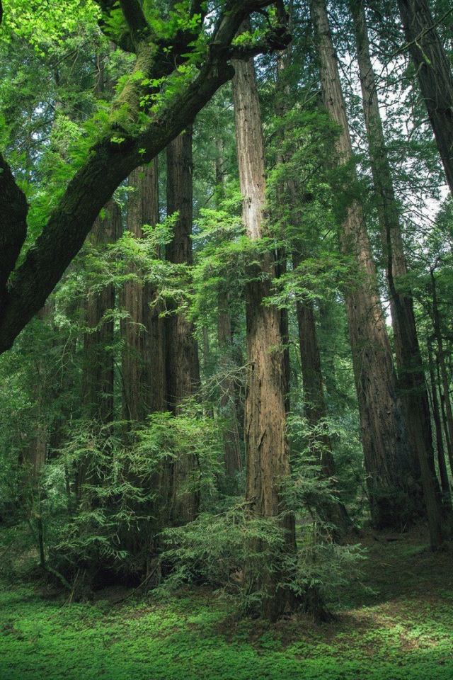 Деревья секвойи в лесу