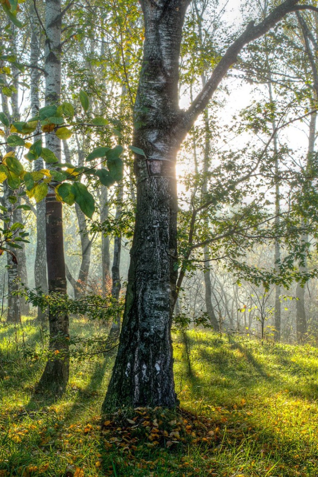 Весенние березы в лесу