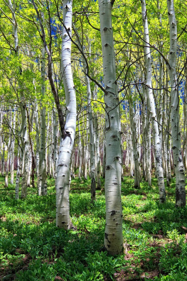 Весенняя березовая роща
