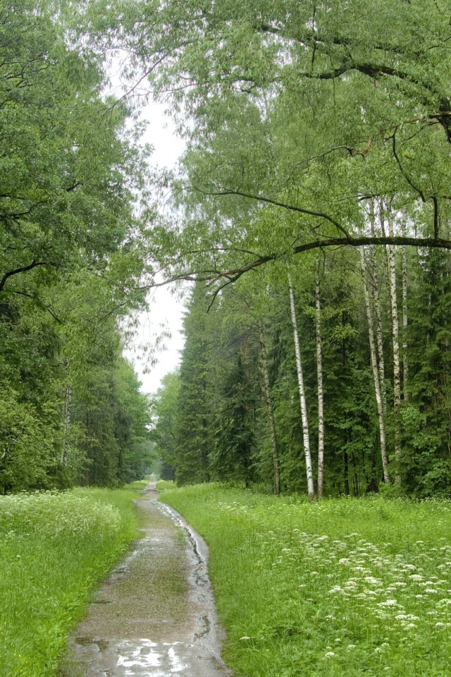 Ручей в березовом лесу