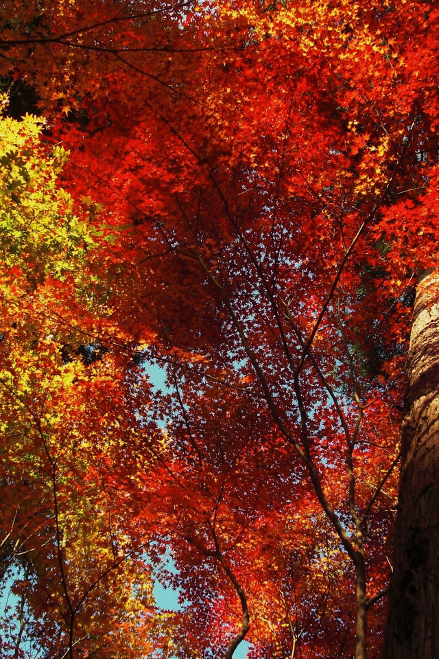 Высокое дерево в осеннем лесу