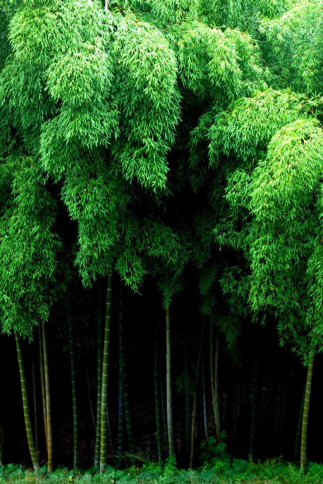 Густой бамбуковый лес