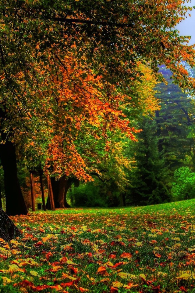 Могучий ствол дерева в лесу