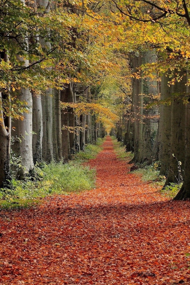 Дорожка в лесу укрыта коричневыми листьями