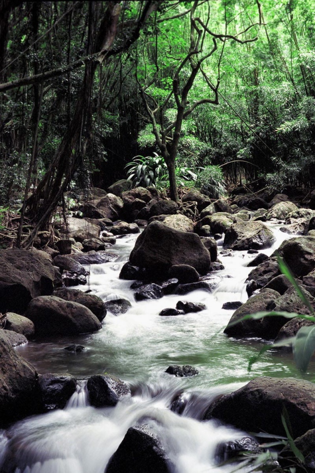 Бурный поток среди камней в глубине леса