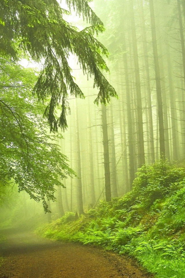 Дорога в туманном хвойном лесу