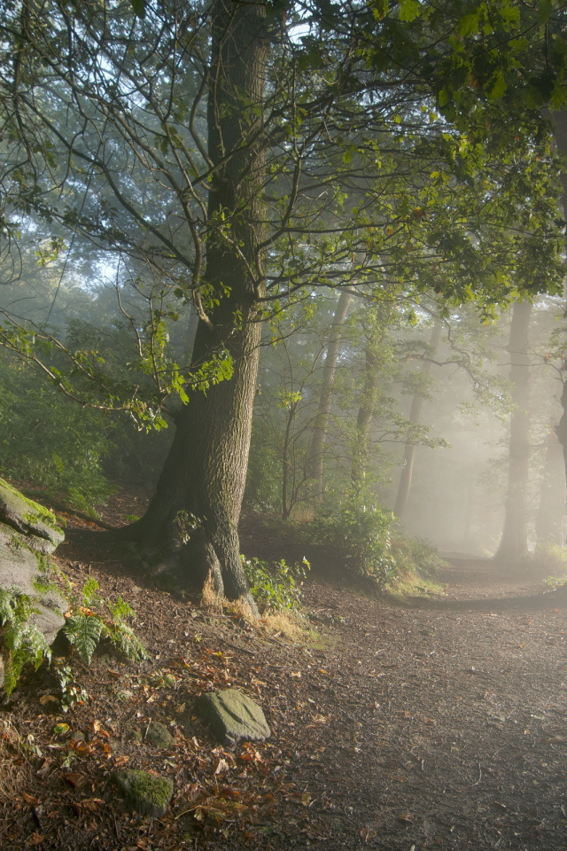 Дорога в горном парке