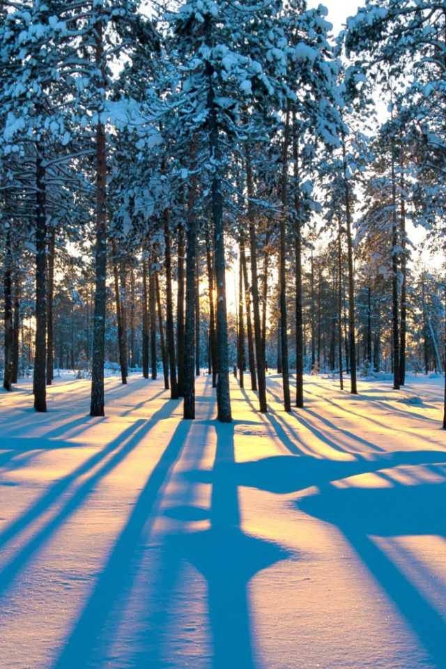 Тени деревьев в зимнем лесу
