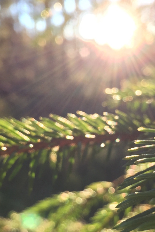 Лучи солнца на молодых еловых побегах