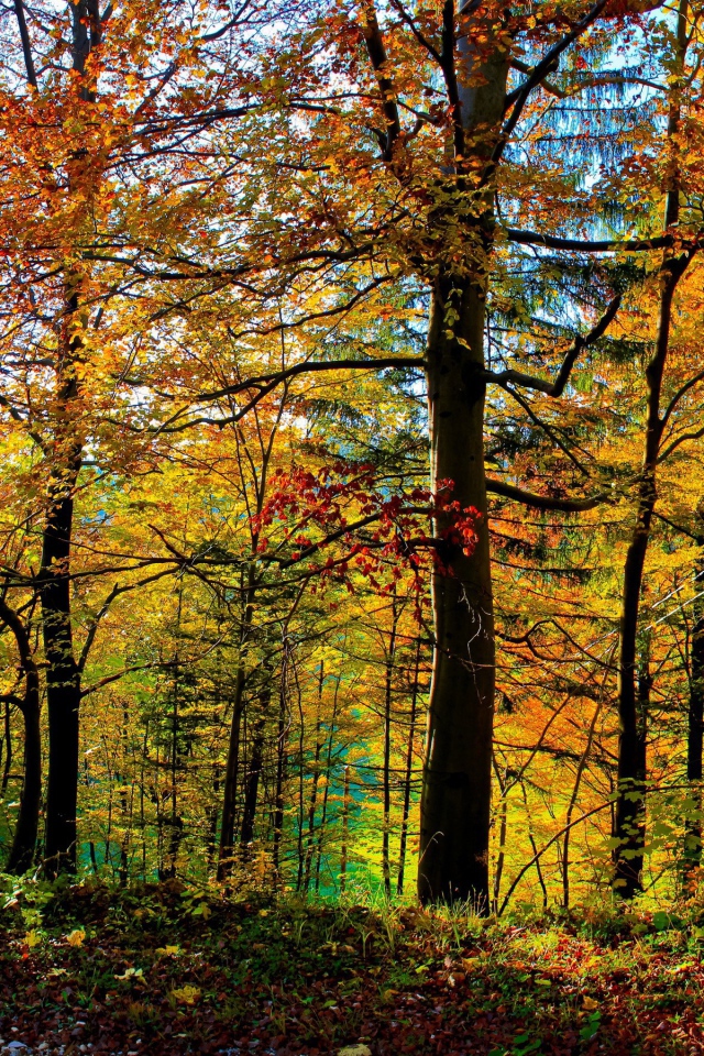 Густой осенний лес