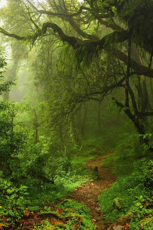 Чаща леса в мхах