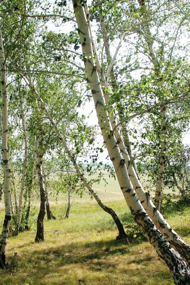 Тонкие березки весной