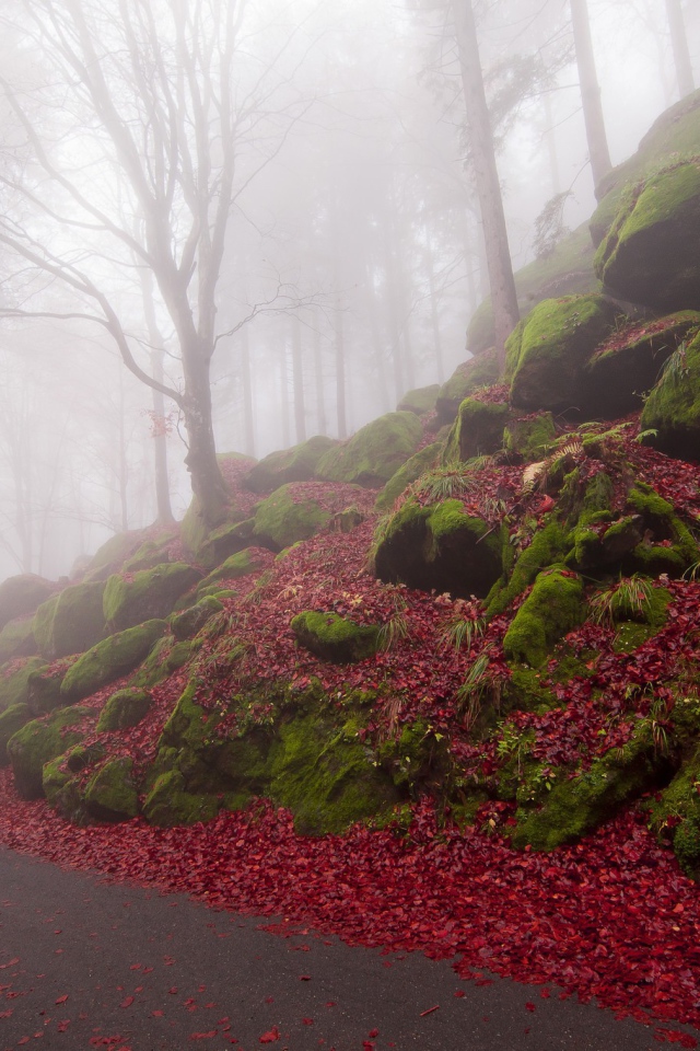 Дорожка в туманном лесу