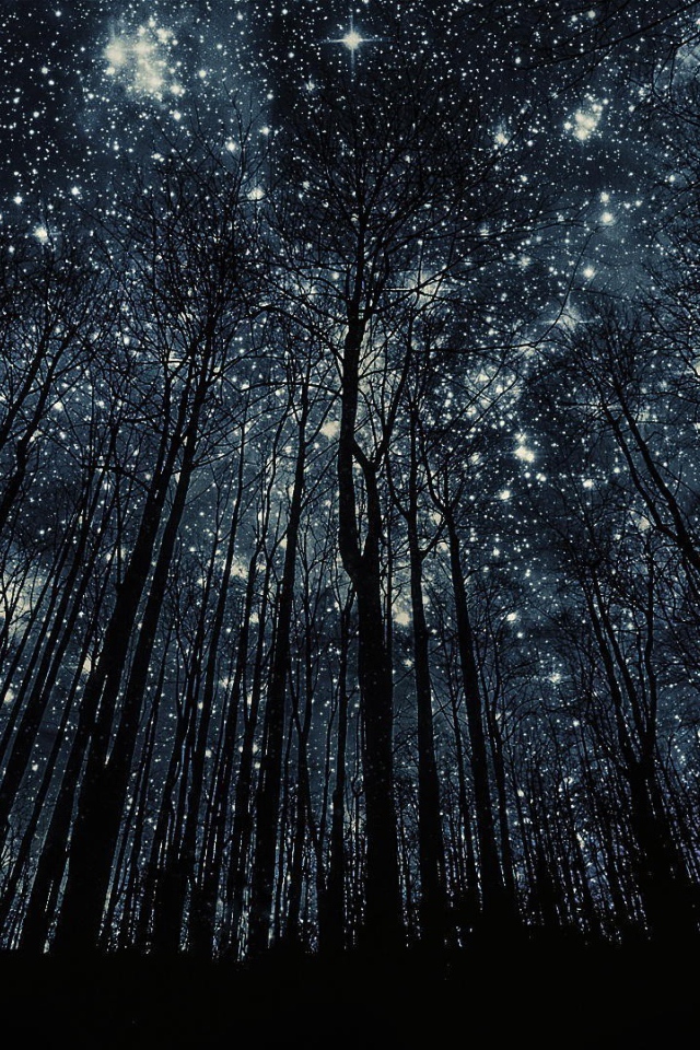 Деревья без листьев на фоне звезд