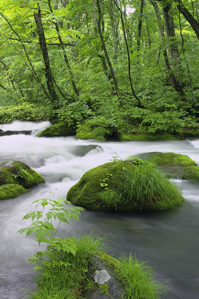 Белый лесной поток