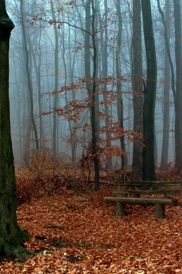 Деревянная скамья посреди осеннего леса