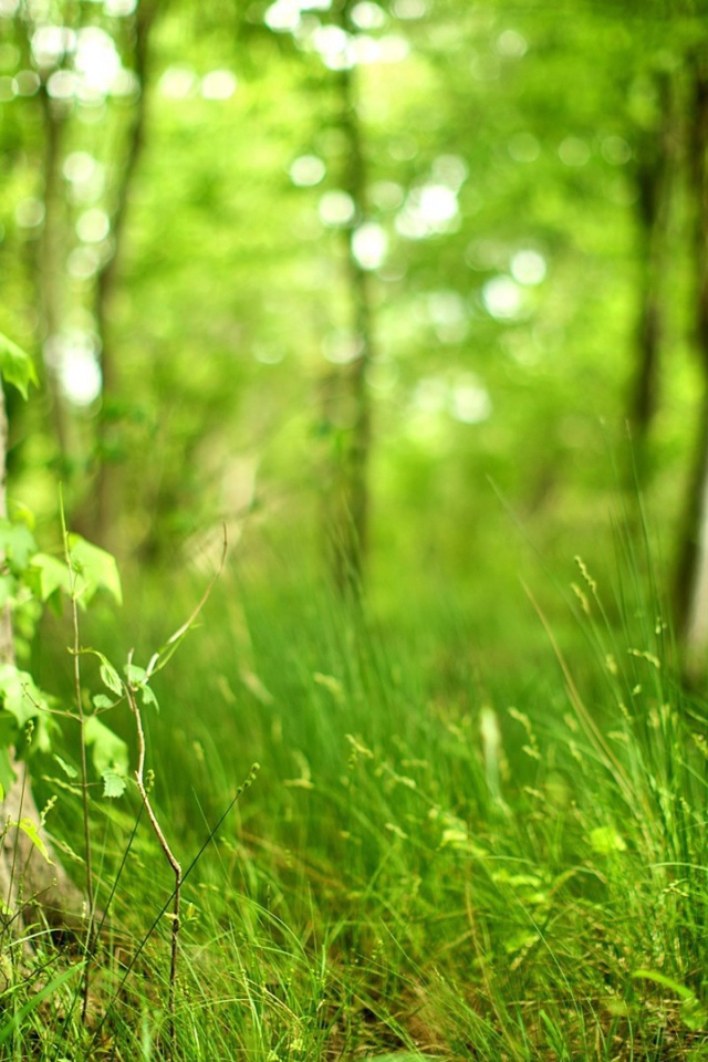 Молодая трава в лесу