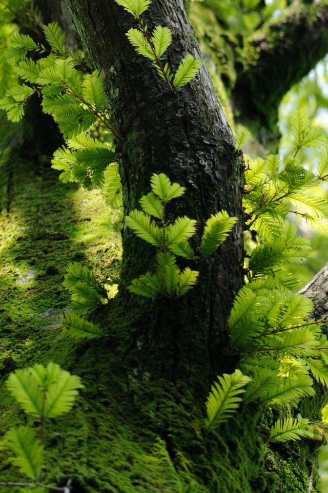 Молодые побеги на дереве