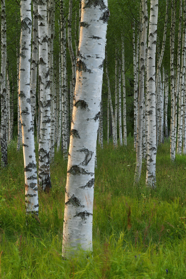 Березовый лес в Швеции