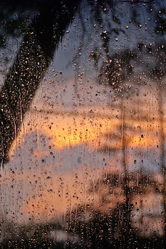 Лес после дождя