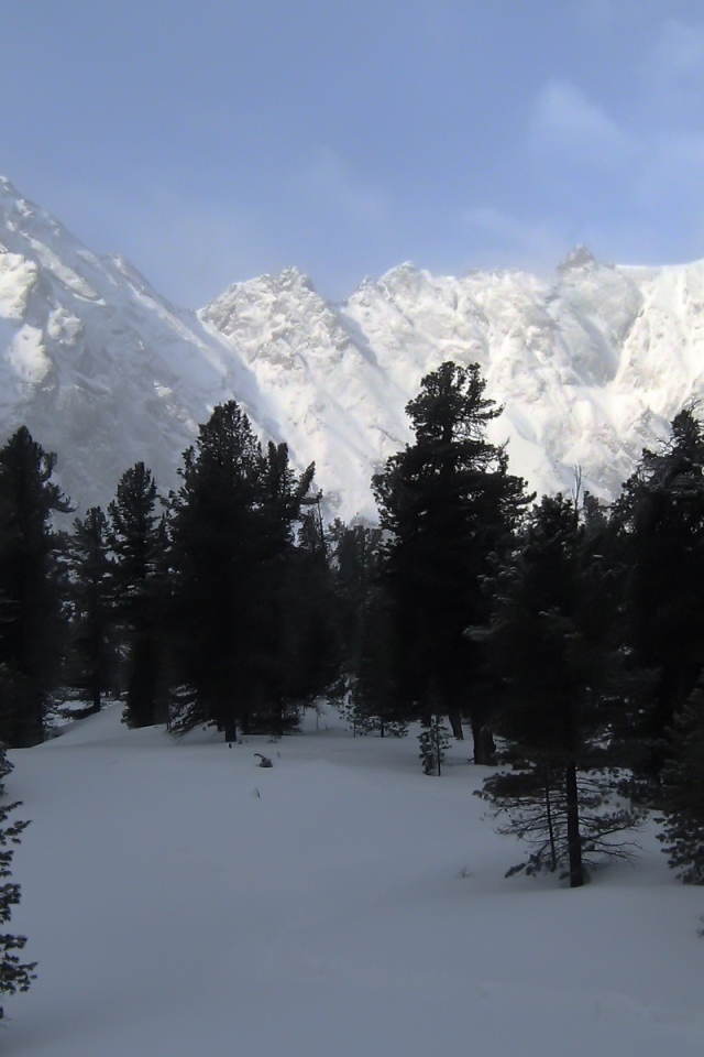 Черные деревья на фоне белых гор