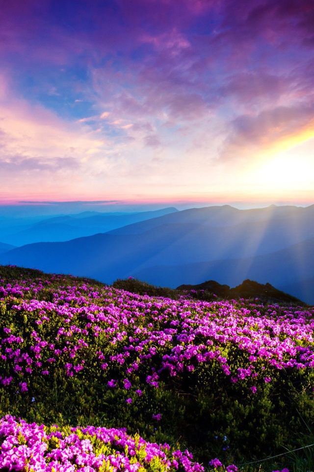 Цветущие горные склоны