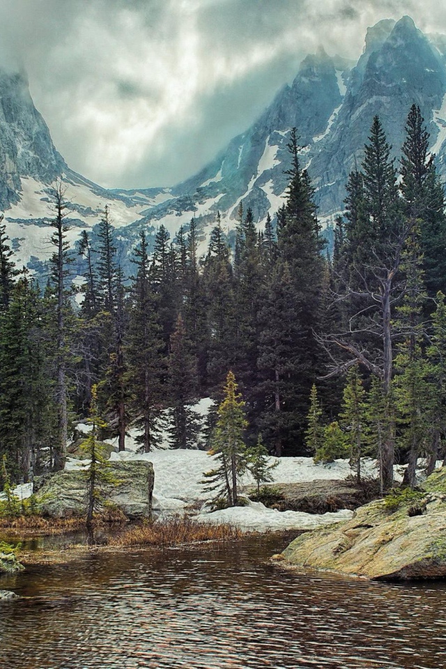 Хвойные деревья у реки в горах